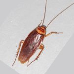 live cockroach