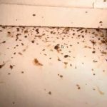 cockroach dropping