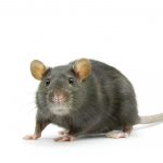 roof rat