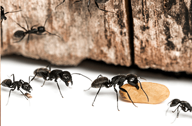 ants control