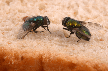 housefly control