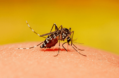 mosquito control