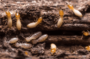 termite control