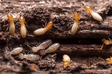 termite control