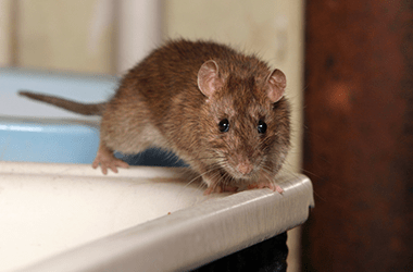 Rat Control