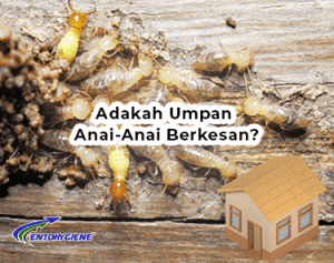 Adakah rawatan umpan anai anai berkesan