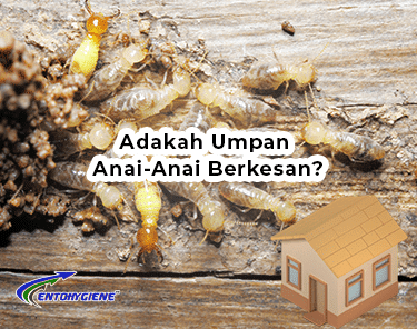 Adakah rawatan umpan anai anai berkesan