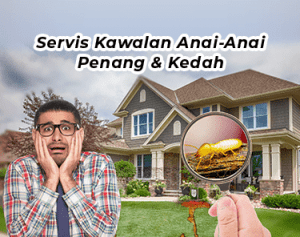 servis kawalan anai anai penang kedah