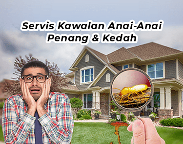 servis kawalan anai anai penang kedah
