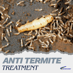 anti termite treatment