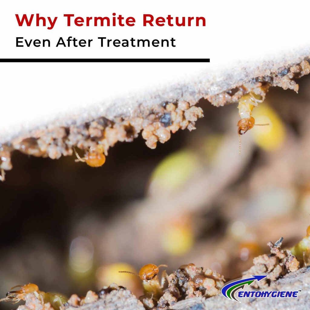 why termite keep coming back even after treatment