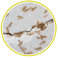 termites swarmers